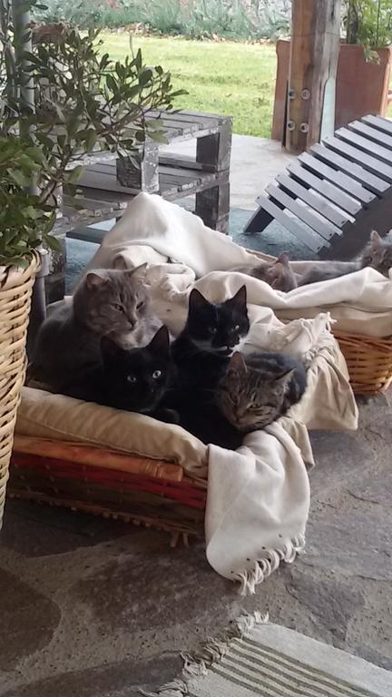Agriturismo Sugheretello Semproniano Dış mekan fotoğraf